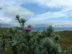 Thistles at Stoer Bay