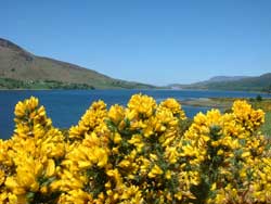 Loch Broom through the broom